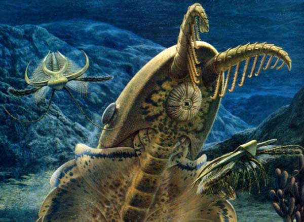 Imagem de Anomalocaris