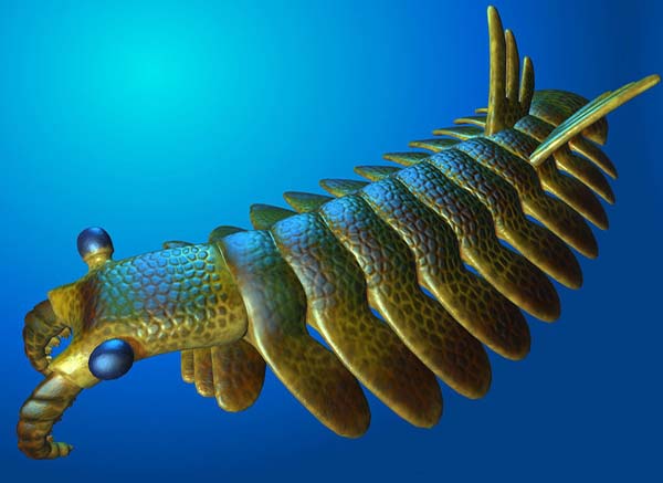 Imagem de Anomalocaris