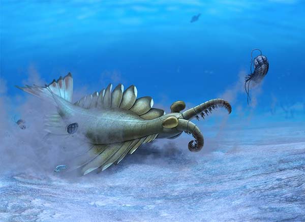 Imagem de Anomalocaris