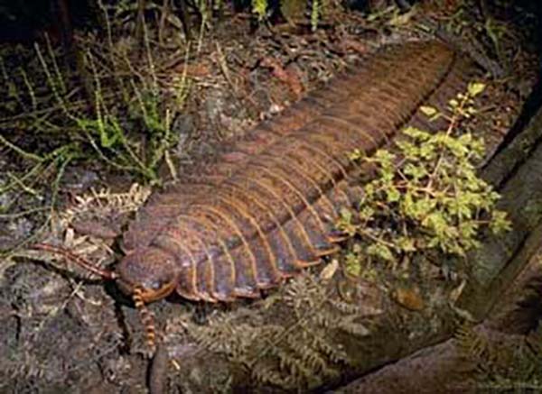 Imagem de Arthropleura