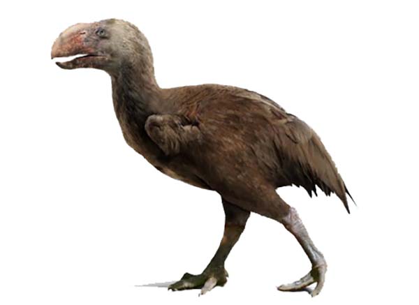 Imagem de Brontornis
