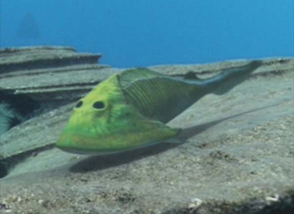 Imagem de Cephalaspis
