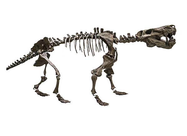 Imagem de Gorgonops