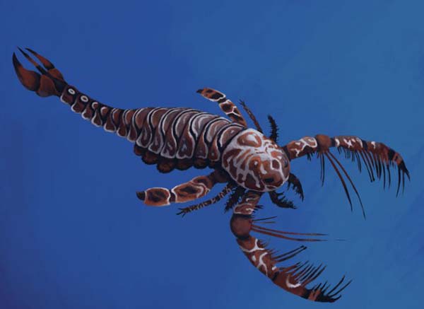 Megalograptus