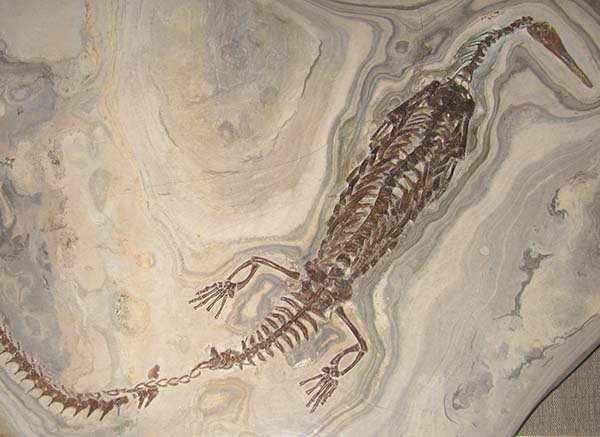 Imagem de Mesossauro