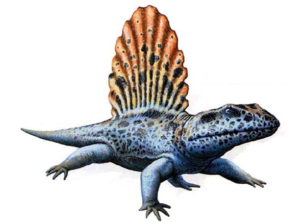 Imagem de Platyhystrix